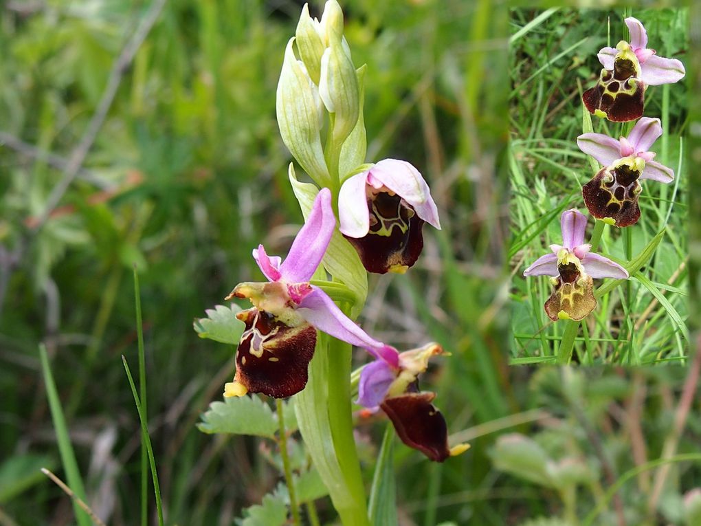 les orchidées de France