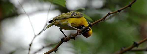 La Langue, l'Espèce et l'Instinct, le labyrinthe des Montaiguli, Gripari et Fantoni