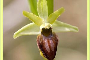 Ophrys occidentalis