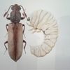insectes xylophages : lyctes bruns suite lyctus linéaris goeze