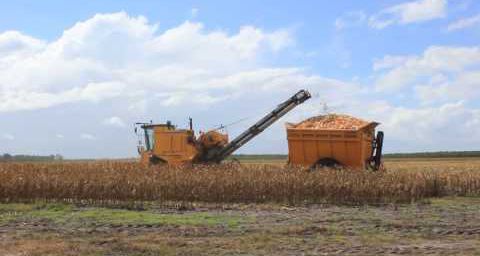 Vidéo récolte maïs dans les Landes