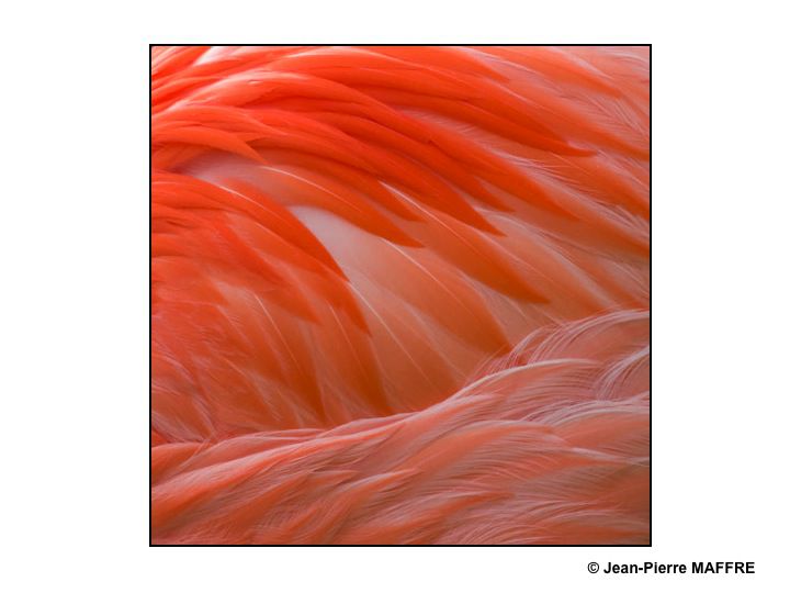 Que de plumes ! Moulin rouge, Folies Bergères, Lido ? Raté : Flamants roses tout simplement.