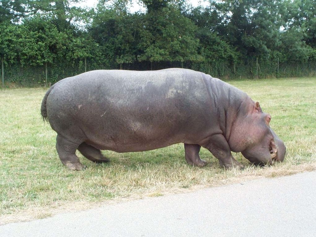 Photos d'hippopotames