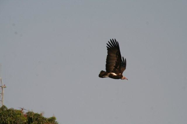 Album - casamance-senegal