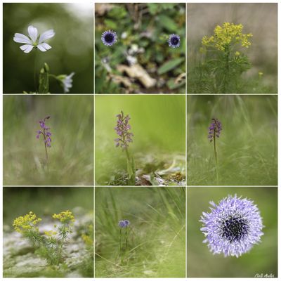 Le meilleur du printemps