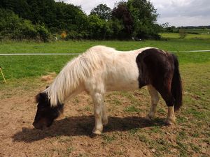 Aspect général d'un poney atteint de Cushing. Copyright Techniques d'élevage