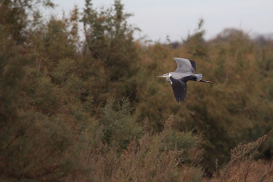 Album - Faune-Oiseau-6