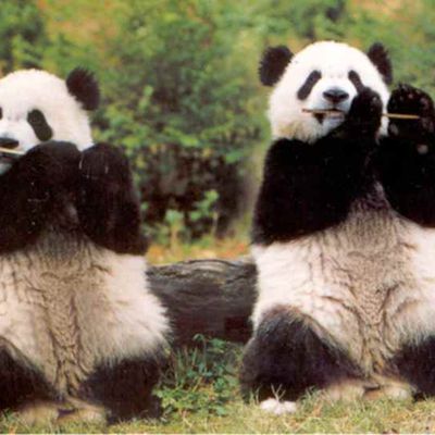 les pandas