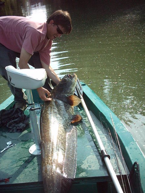 Quelques uns des silures qui nous ont donné du fil à retordre sur du matériel plutot léger ... peu de photos, nous préférons les vidéos pour ce poisson !