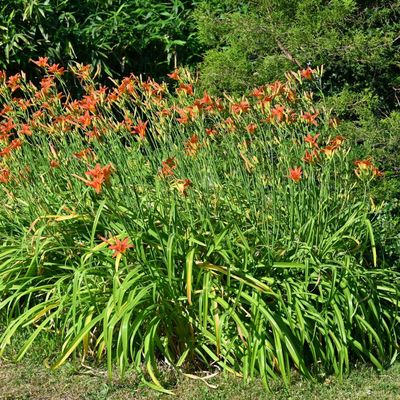 La fraîcheur de ma vieille touffe ...