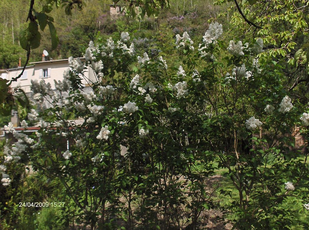 Dans un jardin, et autour, une petite ville au pied de la Montagne noire, à 15 kilomètres du département de l'AUDE.
Sur la route pour y aller, pour en revenir, de belles choses