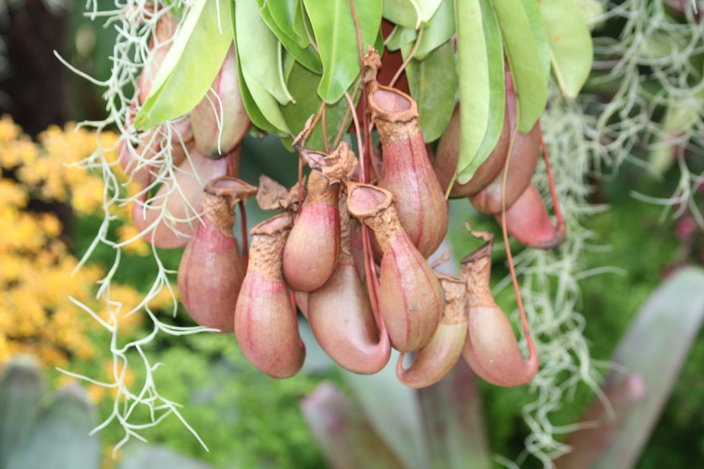 Sous la serre: plantes tropicales en tous genres...dont quelques carnivores.