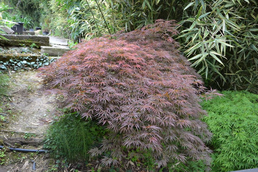 Sortie au jardin des nénuphars GS Rencontre avec...