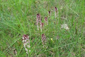 Bugey : circuit des orchidées à Belmont-Luthézieu