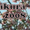 Sakura (cerisiers du Japon) à Tokyo: mankai (pleine floraison) 1