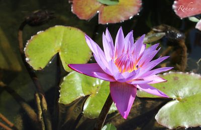 Lotus Blue Vietnam