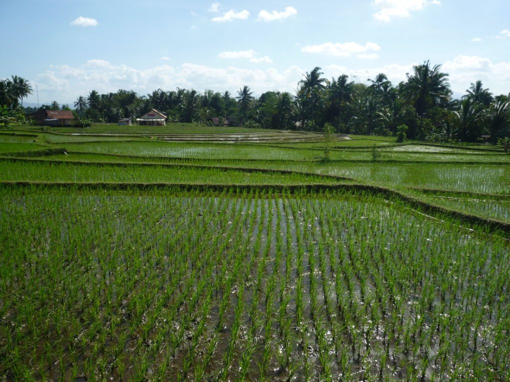 Album - A : Indonesie JAVA