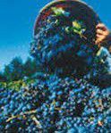 #Red Chianti Producers Central Valley California Vineyards 