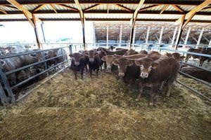 Ségolène Royal et Manuel Valls donnent leur feu vert pour doubler la capacité d'accueil de la ferme des 1000 veaux