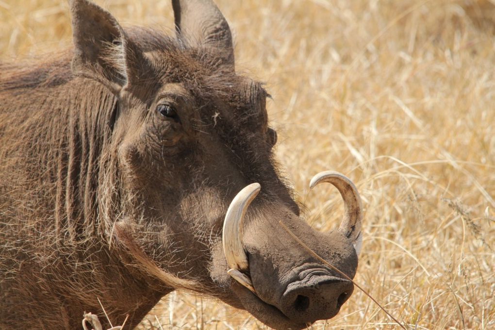 Album - 7.2 Ngorongoro