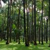 Forêt de la Réunion 