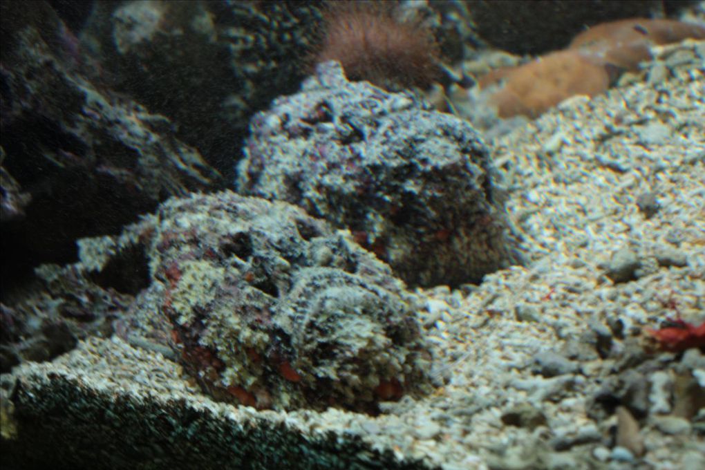L'aquarium des Lagons de Nouméa. Un délice pour les yeux. Un pur émerveillement tous ces poissons colorés. Les coraux phosphorescents, un mystère envoutant. Une véritable évasion... 