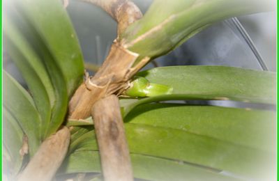 ma vanda.....une pousse inconnue et une refloraison!!!!!!!