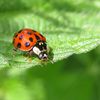 Harmonia axyridis....le retour !