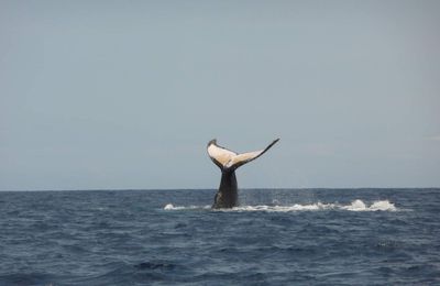 Rencontre avec les Dauphins et Baleines