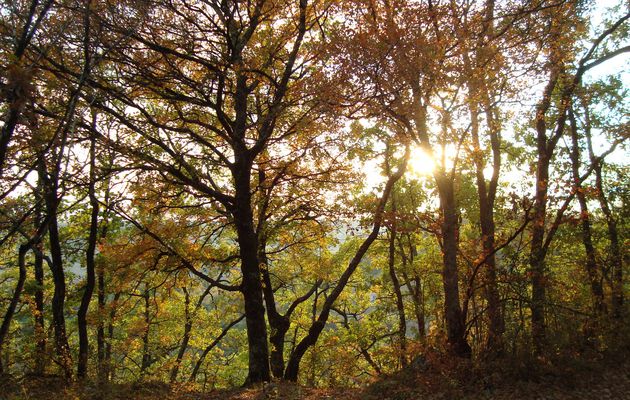 Voile de l'automne