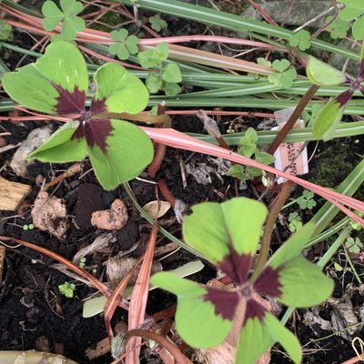 Le retour des trèfles à quatre feuilles dans le micro jardin urbain, en 2020