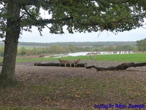 Parc animalier de Sainte-Croix, escapade en Moselle (Camping-car-club-Beauce-Gâtinais)