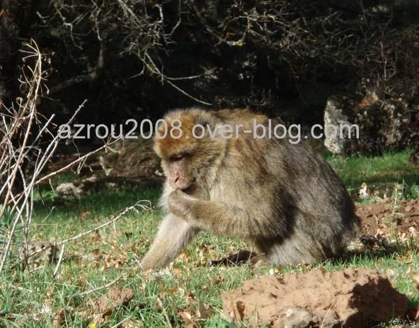 macaques de Barbarie (Macaca sylvanus) ou singe magot, dans une forêt de cèdres du moyen-Atlas marocain