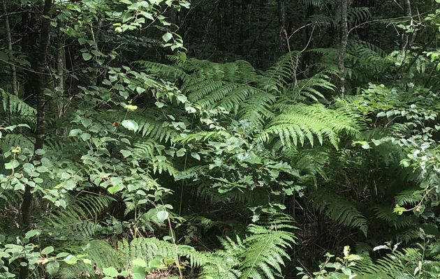 Balade dans la forêt 🌳 