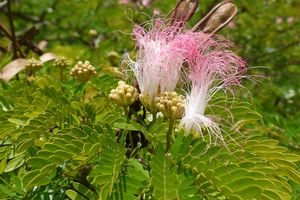 La fleur du mercredi : l'albizia julibrissin