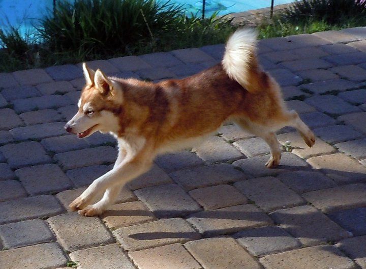 Alaskan Klee Kai ou husky miniature