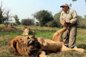 QUAND LE LION A MAL A SA PATTE, IL EST TRÈS DOCILE !