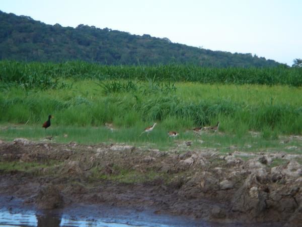 Album - Marais de Kaw