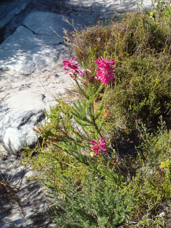 Album - South-africa