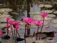 FLORE AU CAMBODGE