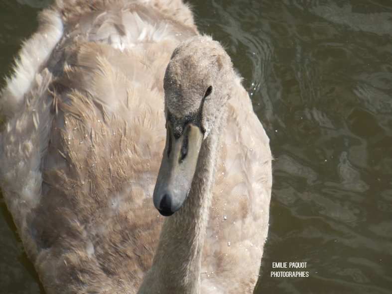 Photographies animalières...........