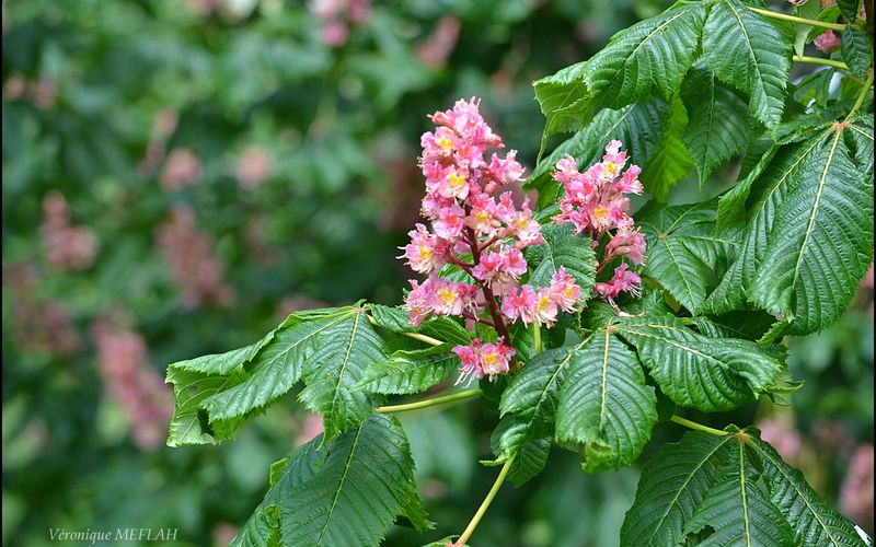 Marronnier rose, Marronnier rouge