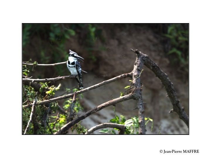 L'Ouganda abrite une multitude d’espèces d'oiseaux. Il est considéré comme la première  destination ornithologique d’Afrique.