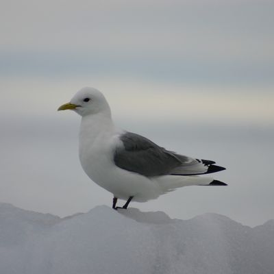 Animaux du Grand Nord