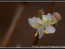 Fleurs de chévre-feuille arbustif ...