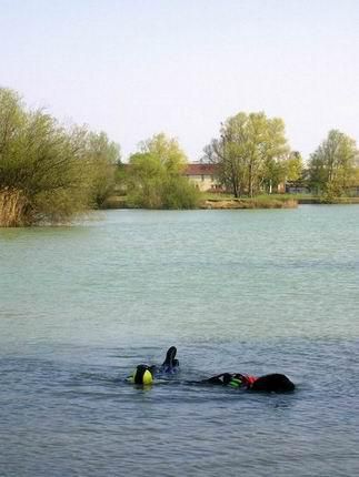 D'ici et d'ailleurs, pleins de toutou &agrave; la baille !