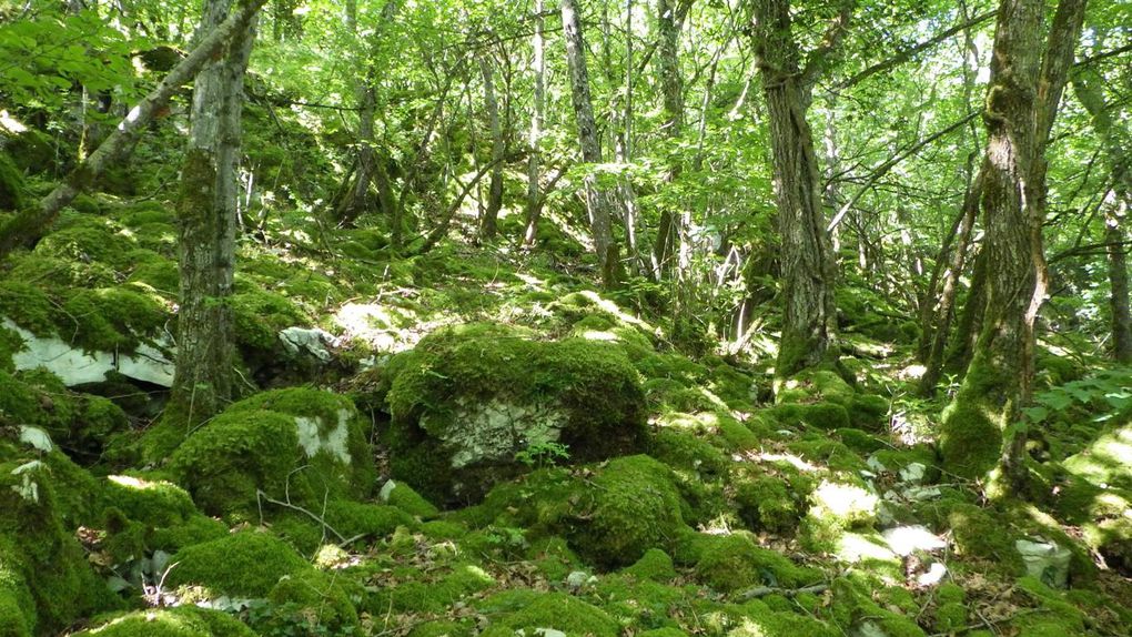 Le sentier tracé pour" le tacot" nous conduit sur des pelouses thermophiles