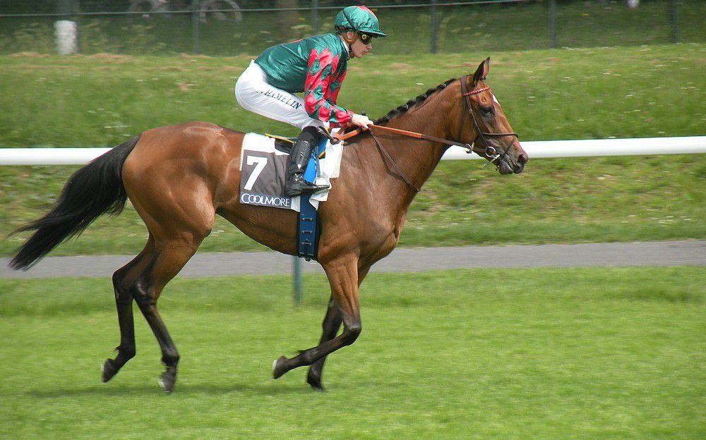 Longchamp (24.05.2015)