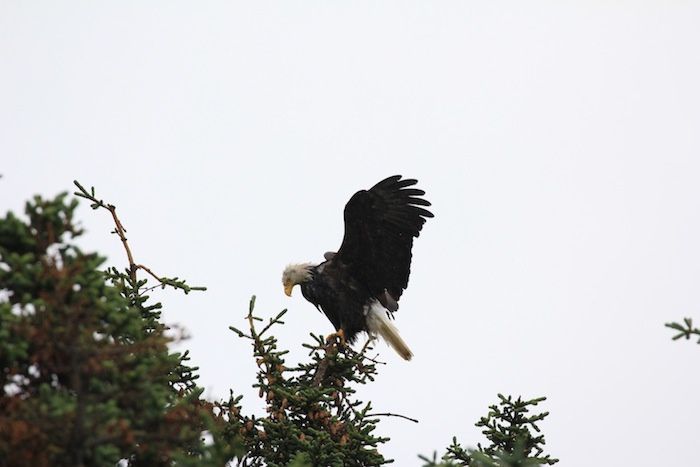 Alaska Yukon été 2013 8/8