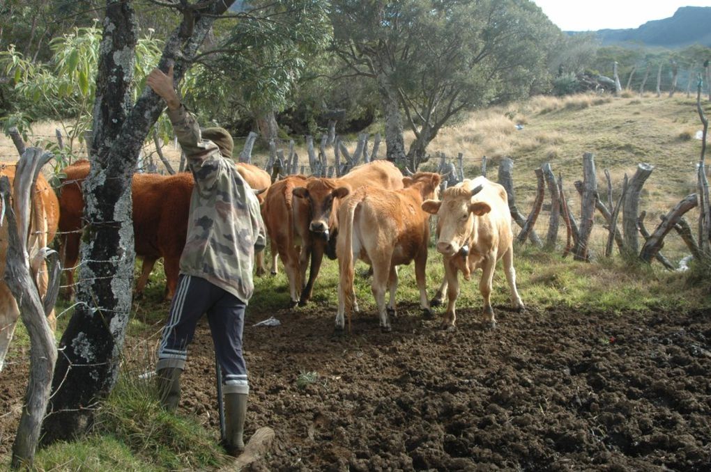 Pétitions et manifestations n’y ont rien changé, le patrimoine mondial botanique de La Réunion ne s’accommode pas du patrimoine humain et pastoral que défendent les derniers bergers de La Réunion. Si l’affaire suit son cours, dans dix ans